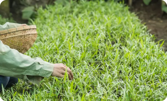 A mão de um homem em um jardim verde